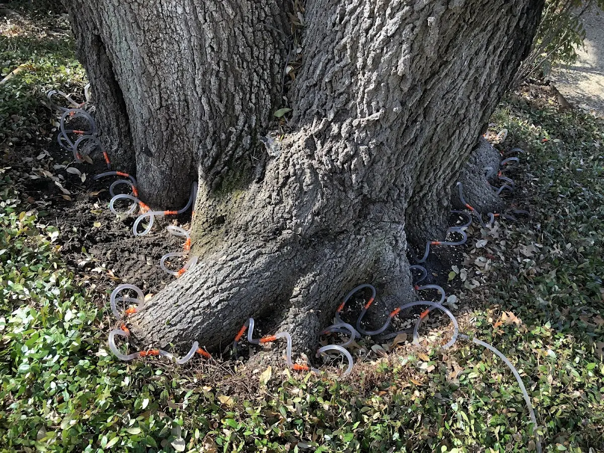 Detailed Tree Cabling and Bracing job site in Vulcan
