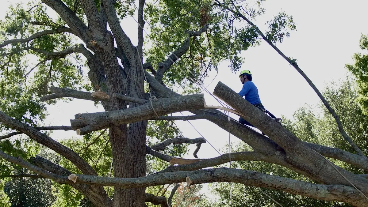 Professional Crown Thinning performed by certified arborists in Vulcan
