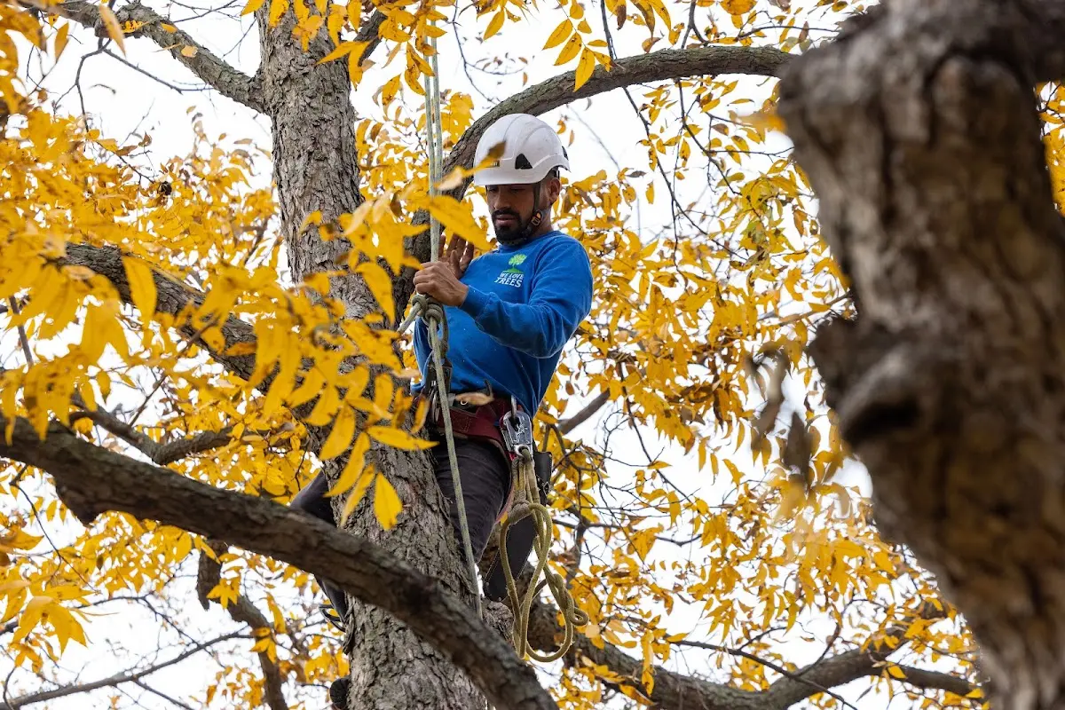 Skilled Storm Damage Cleanup crew working in Vulcan